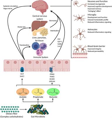 Frontiers | The Role Of Short-Chain Fatty Acids From Gut Microbiota In ...